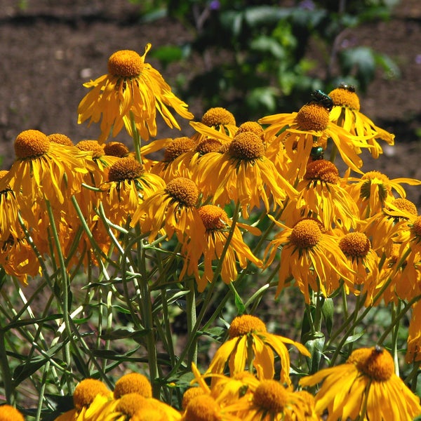 Gelbe Sonnenbraut Blumenbeet mit Insekten im Garten.