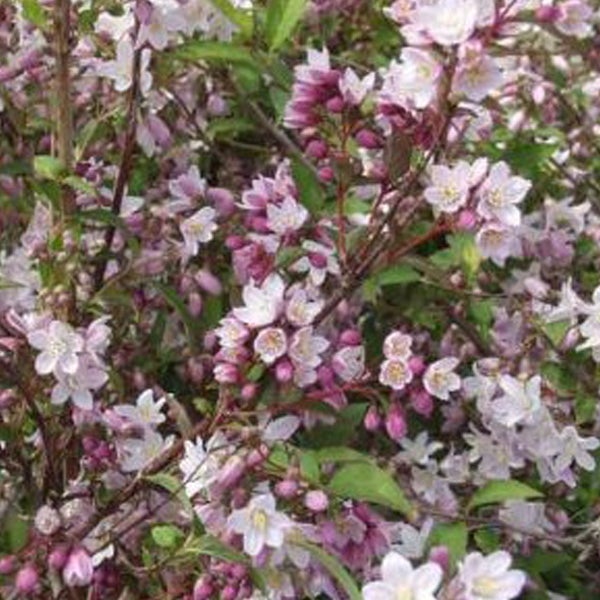 Blühender Deutzia-Strauch im Garten