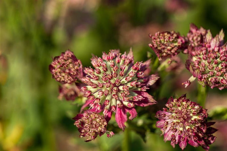 Astrantia major 'Moulin Rouge', Sterndolde, dunkelrot, ca. 11x11 cm Topf