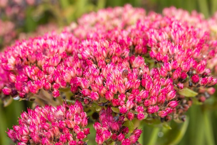 Sedum telephium 'Herbstfreude', Fetthenne, rosa Blüten, 2-3 Liter Container