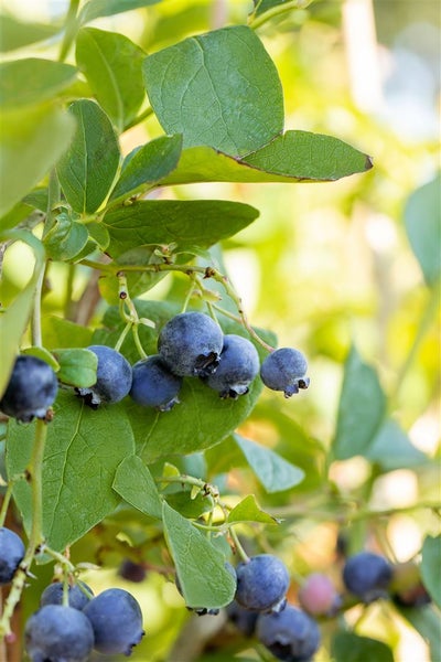 Heidelbeerstrauch mit reifen Früchten an grünen Blättern im Garten