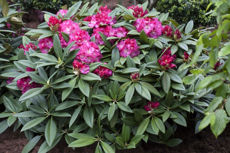 Rhododendron Hybr. 'Berliner Liebe', rosa Blüten, 30–40 cm