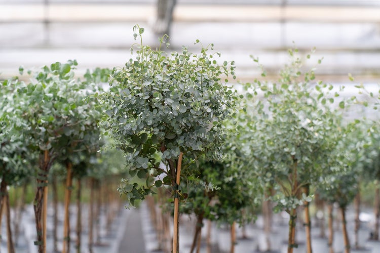 Eucalyptus gunnii Hochstämmchen mit runden silbrig-grünen Blättern und Bambusstab im Gewächshaus.
