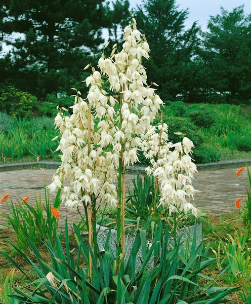 Palmlilie mit weißen Blüten in einem Garten