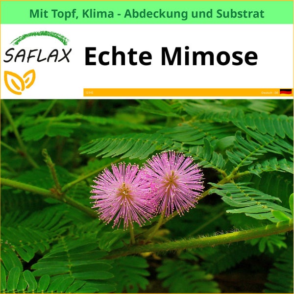 Saflax Echte Mimose mit Topf, Klimaabdeckung und Substrat