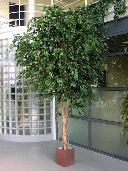 Künstlicher Ficus Benjamina im quadratischen Topf, naturgetreuer Kunstbaum mit dichtem grünem Laub in modernem Innenraum.