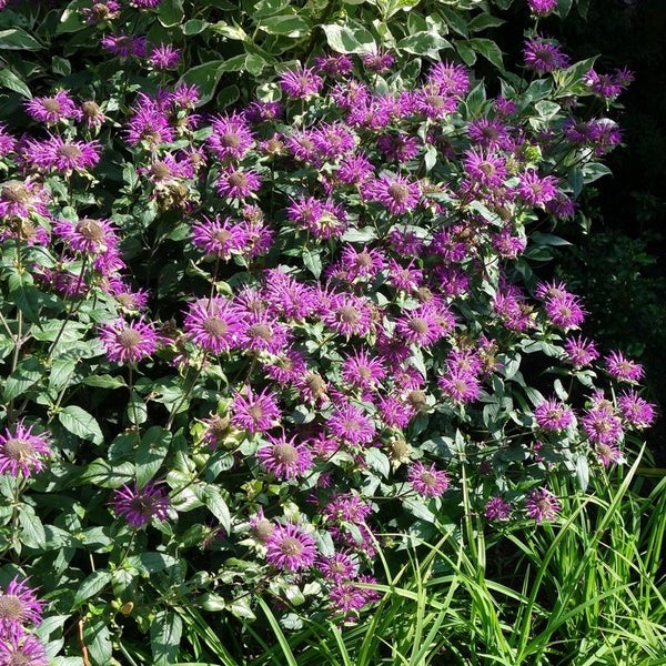 Nahaufnahme von blühenden Monarda-Pflanzen im Garten.