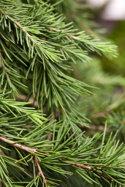 Cedrus deodara 'Feelin Blue', Himalaya-Zeder, blaugrün, 40 cm Stammhöhe