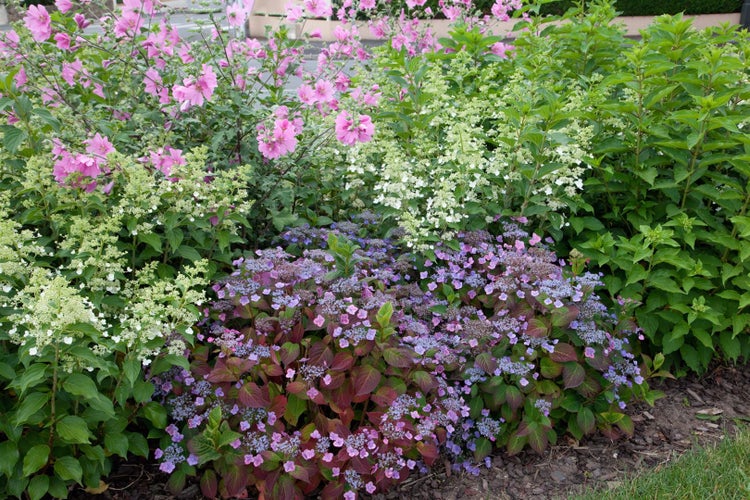 Hydrangea paniculata 'Kyushu', Rispenhortensie, weiß, 100–125 cm
