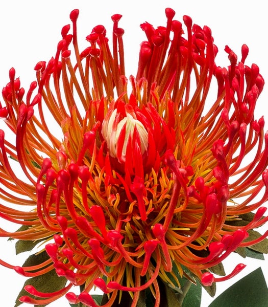 Künstliche Leucospermum Blüte, Nadelkissen-Protea, rot-orange