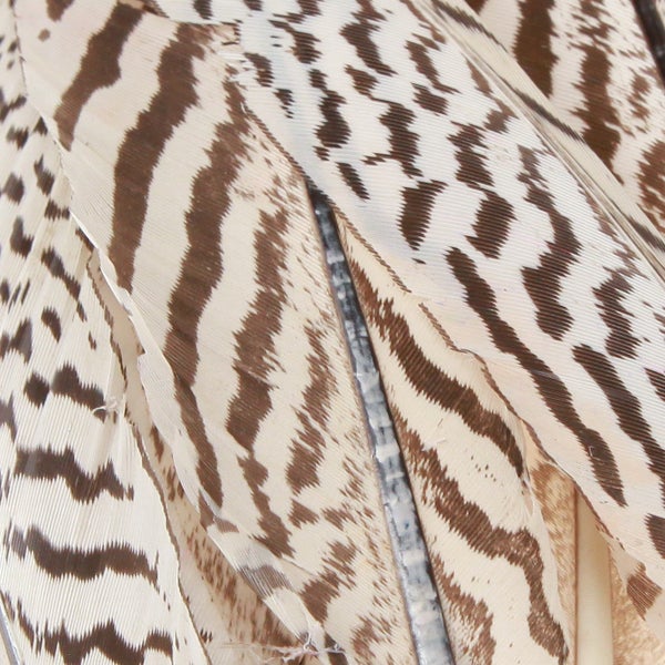 Nahaufnahme von Federn mit Muster