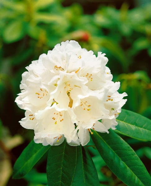 Rhododendron Hybr. 'Helene Schiffner', weiß, 30–40 cm