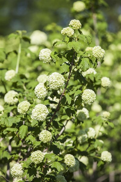 Viburnum opulus 'Roseum', Schneeball, weiße Blüten, 80–100 cm