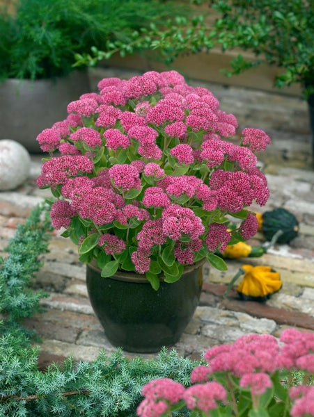 Sedum telephium 'Herbstfreude', Fetthenne, rosa Blüten, 2-3 Liter Container