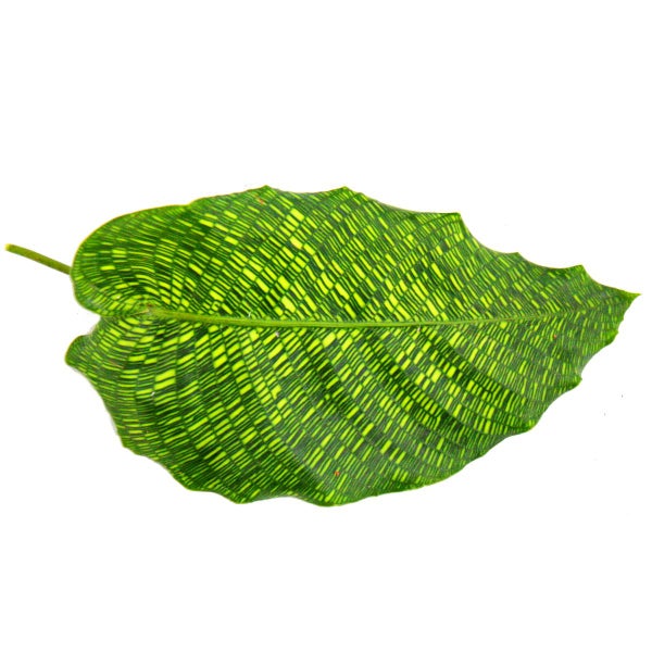 Schattenpflanze mit ausgefallenem Blattmuster Calathea musaica Network 14cm Topf ca. 40cm hoch