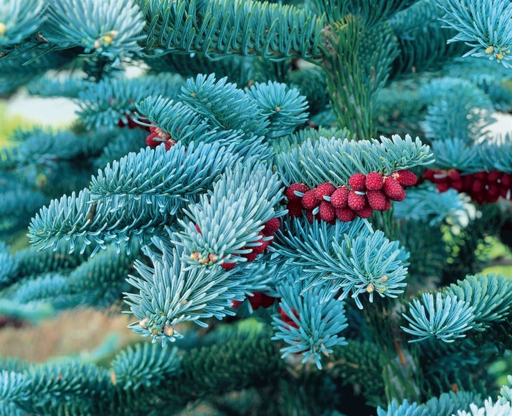 Abies procera 'Obrighofen', Edeltanne, 60–80 cm