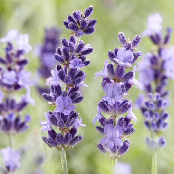 Nahaufnahme von violetten Lavendelblüten an einem Stiel.