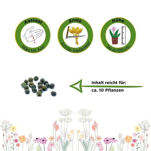 Okra Clemson Spineless Samen von Deine Gartenwelt