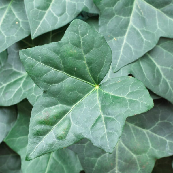 Bloomique – Hedera Hibernica – Großblättriger Efeu – Immergrün – Kletterpflanzen – Gartenpflanzen – Winterhart – Topf 15 cm – 70–80 cm hoch