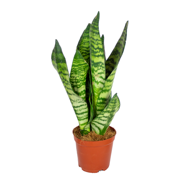 Bloomique - Sansevieria Zeylanica - Bogenhanf - Sukkulenten - Zimmerpflanzen - Sehr Pflegeleicht - Höhe 30-40 cm - Topf 12 cm