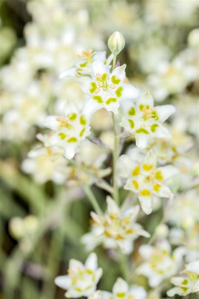 Zigadenus elegans, elegante Blüten, ca. 9x9 cm Topf