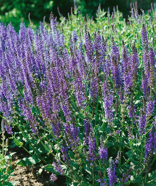 Blühender Salbei im Gartenbeet