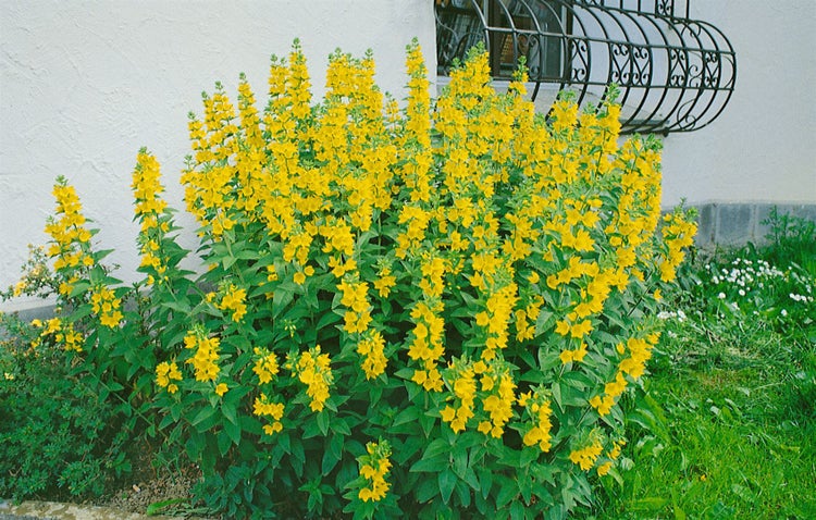 Lysimachia vulgaris, Gewöhnlicher Gilbweiderich, gelb, ca. 9x9 cm Topf