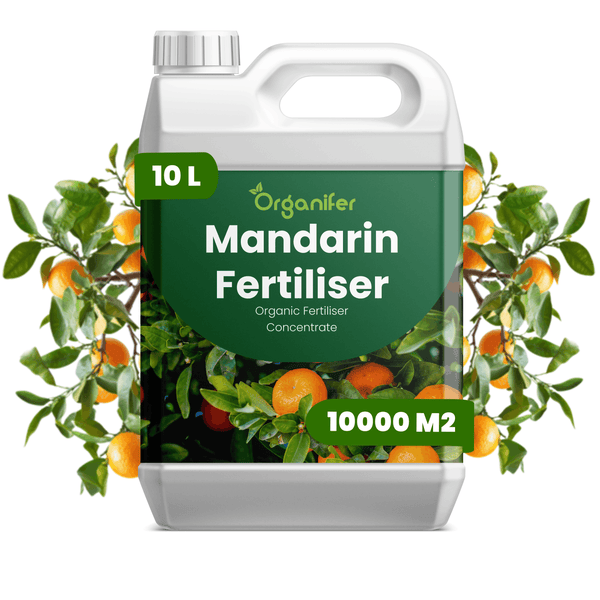 Organifer Mandarin Dünger Konzentrat, 10 Liter Kanister für circa 10000 Quadratmeter, biologischer Dünger für Mandarinenbäume.