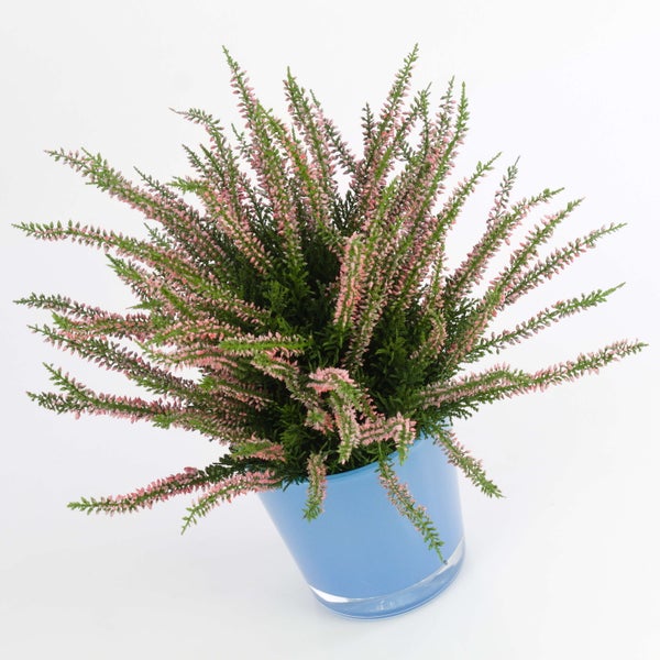 Besenheide Calluna vulgaris Garden Girls mit rosa Knospen im runden Pflanztopf