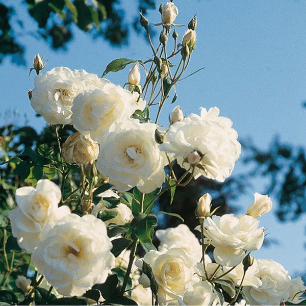 Nahaufnahme von weißen Rosenblüten vor blauem Himmel