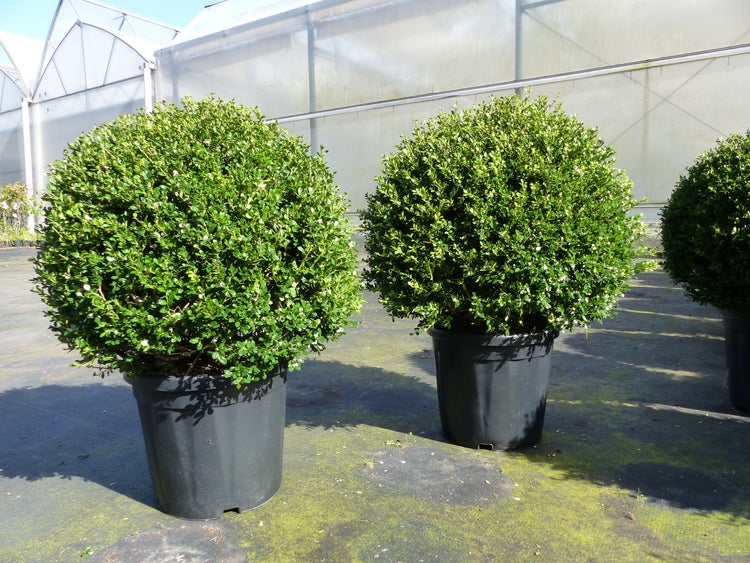 Zwei Buchsbäume in Kugelform in schwarzen Pflanzgefäßen