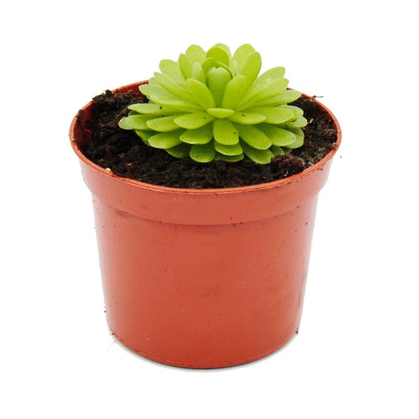 Fleischfressende Pflanze - Mexikanisches Fettkraut - Pinguicula esseriana - 9cm Topf