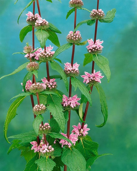 Phlomis tuberosa, Ziest, rosa Blüten, ca. 9x9 cm Topf