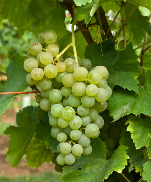 Reife Weintrauben an einem Weinstock mit grünen Blättern im Weinberg.