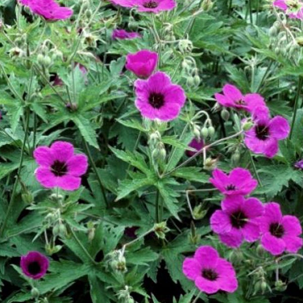Nahaufnahme von Blut-Storchschnabel im Garten.