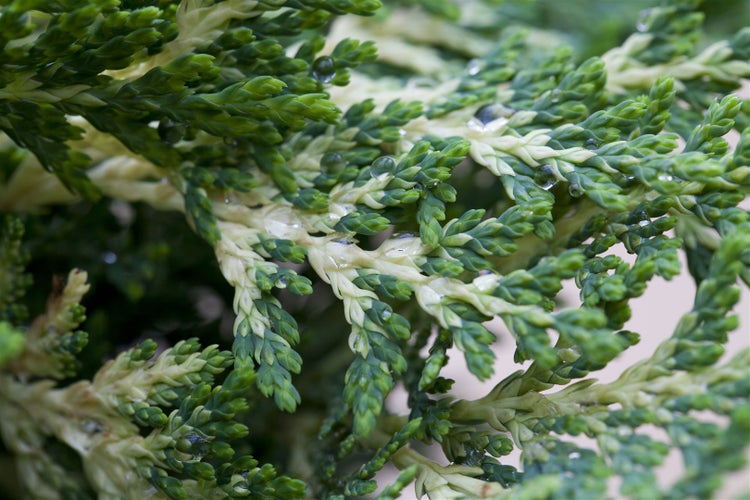 Chamaecyparis lawsoniana 'Sunkist', Gelbe Scheinzypresse, 25–30 cm