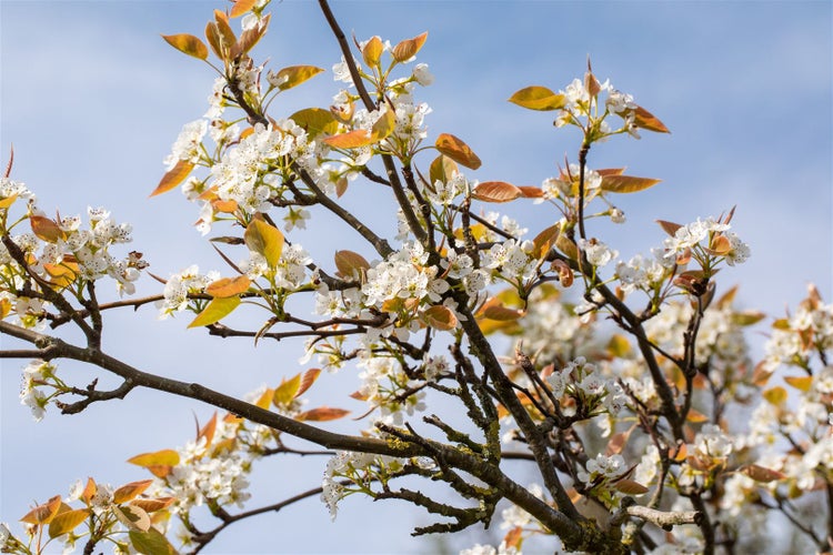 Pyrus pyrifolia 'Kumoi', Nashi-Birne, 150–200 cm, saftig-süß