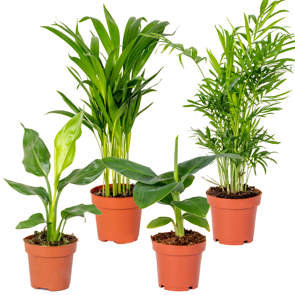 4x Hip Zimmerpflanzen Mix – Chamaedorea-Dypsis-Musa-Strelitzia – Luftreinigend – ⌀12 cm - ↕20-45 cm