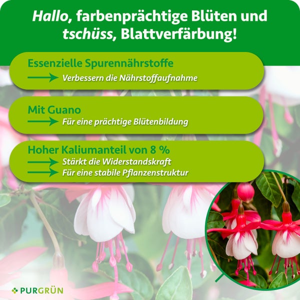 Infografik zum Purgrün Pflanzendünger mit Informationen zu Spurennährstoffen, Guano und Kaliumgehalt für blühende Pflanzen wie Fuchsien.