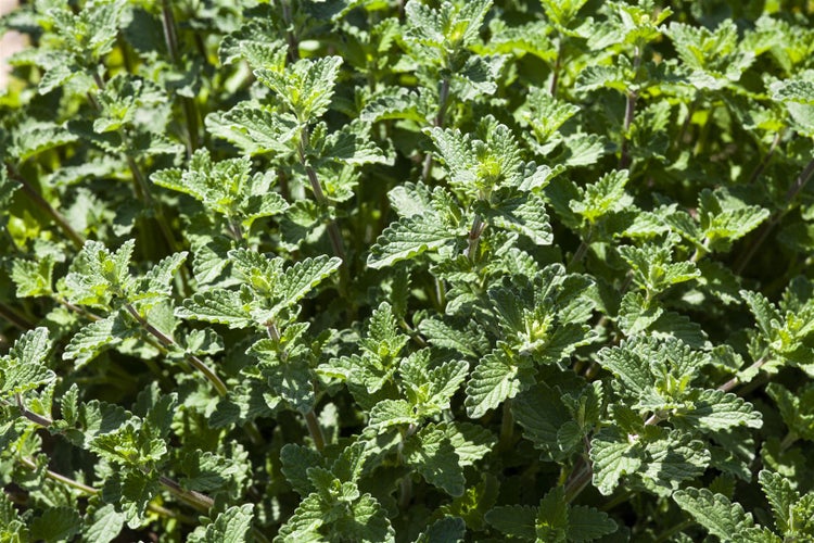 Nahaufnahme einer Nepeta Pflanze
