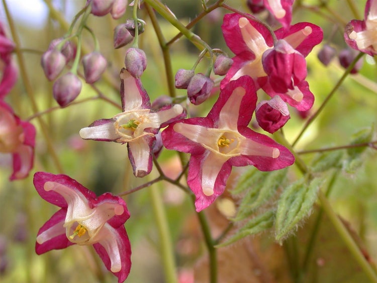 Epimedium alpinum, Elfenblume, ca. 9x9 cm Topf, zierlich