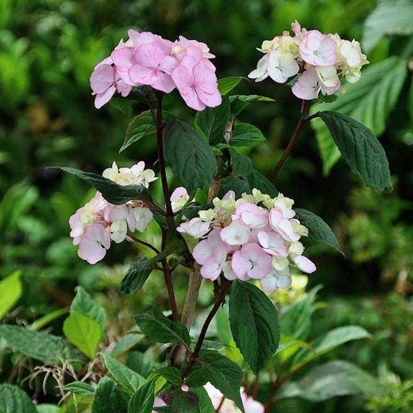 Nahaufnahme einer Hortensienpflanze mit rosa Blüten