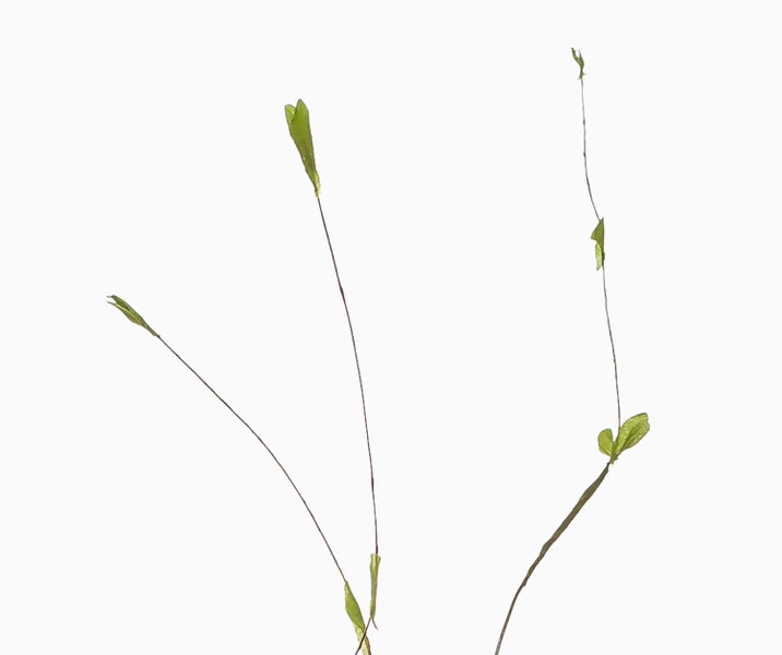 Dekorativer Zweig mit feinen braunen Ästen und kleinen grünen Blättern.