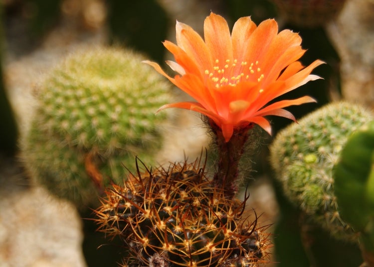 SAFLAX Garden in the bag - Argentinischer Zwergkaktus - Rebutia / Mix - 40 Samen - Mit Anzuchtsubstrat im praktischen, selbst aufstellenden Beutel