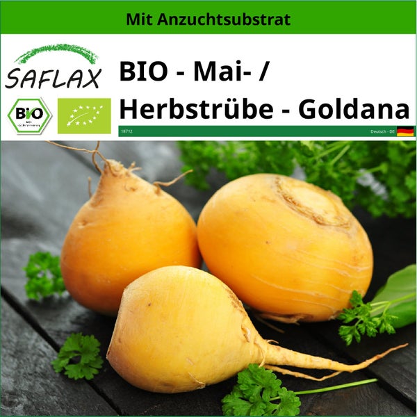 SAFLAX  - BIO - Mai- / Herbstrübe - Goldana - Brassica rapa - 500 Samen - Mit keimfreiem Anzuchtsubstrat