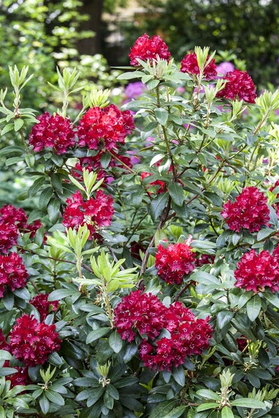 Rhododendron Hybr. 'Sammetglut', leuchtend rot, 30–40 cm