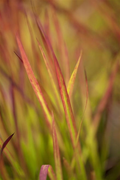 Imperata cylindrica 'Red Baron', Japanisches Blutgras, ca. 9x9 cm Topf