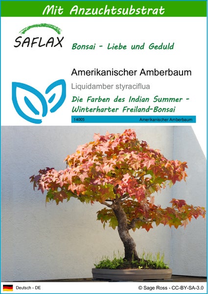SAFLAX  - Amerikanischer Amberbaum - Liquidamber styraciflua - 100 Samen - Mit keimfreiem Anzuchtsubstrat
