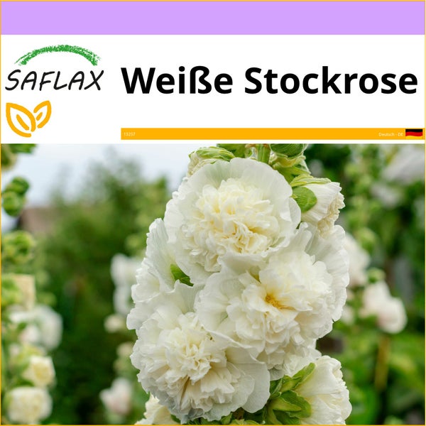 SAFLAX  - Weiße Stockrose - Alcea rosea - 100 Samen