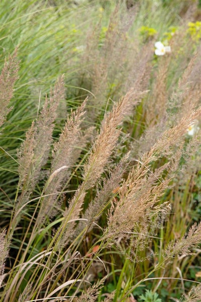 Dekorative Gartengräser im Außenbereich